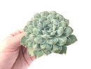 Echeveria 'Hearts Choice' 5" Highly Carunculated Succulent Plant