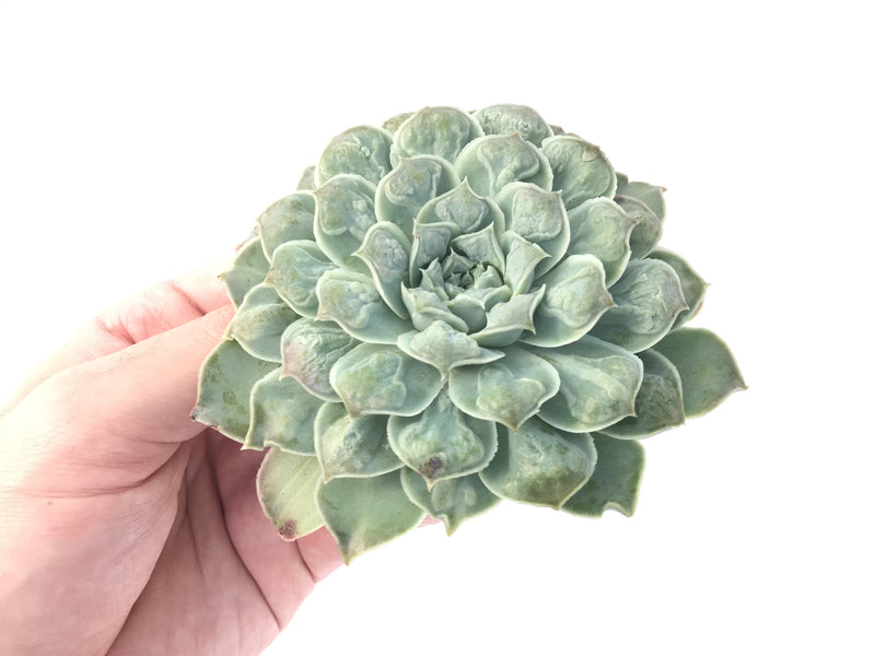 Echeveria 'Hearts Choice' 5" Highly Carunculated Succulent Plant