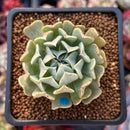 Echeveria 'Revolution' 1" Succulent Plant