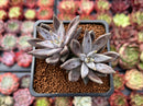 Echeveria 'Unguiculata' 2" Cluster Succulent Plant