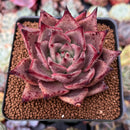 Echeveria Agavoides 'Taurus' 2"-3" Succulent Plant