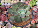Echeveria 'Purple Tint' 3"-4" New Hybrid Succulent Plant
