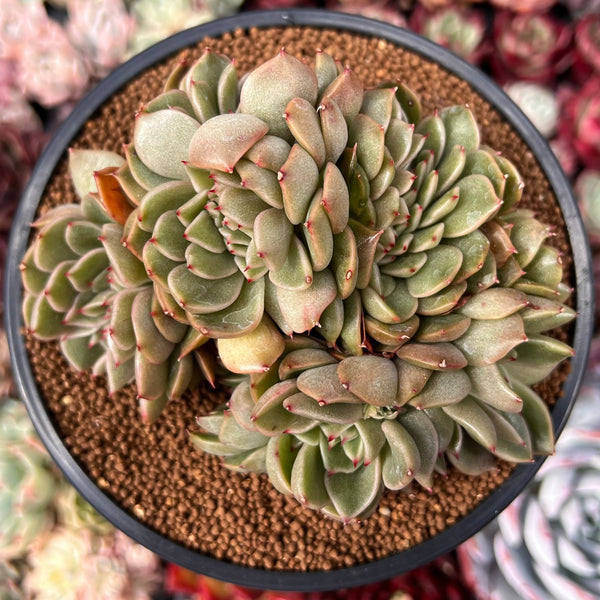 Echeveria Agavoides 'Walshire' Crested 4" Succulent Plant