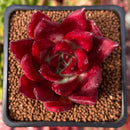 Echeveria Agavoides 'Red Plum' 2" Succulent Plant
