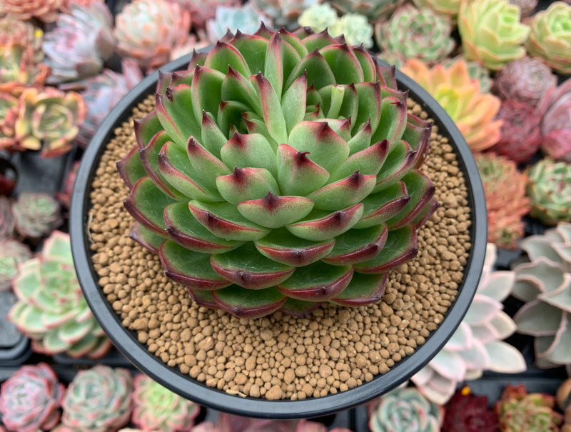 green moonstone succulent Echeveria Agavoides 'Moonstone' 4"-5" Bifurcated Succulent Plant – True Succulents Plant Co