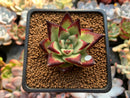 Echeveria Agavoides 'Jelly Cassiopeia' 2" Succulent Plant