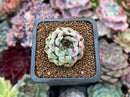 Echeveria sp. 1" Succulent Plant