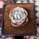 Echeveria 'Berkley Light' Variegated 1” Succulent Plant