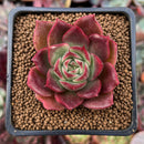 Echeveria 'Pink Fairy' 2" Succulent Plant