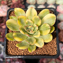 Echeveria 'Pulidonis' Variegated 2" Succulent Plant