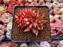 Echeveria Agavoides Crested 3" Succulent Plant