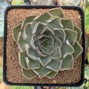 Echeveria 'Kisses' 3" Succulent Plant