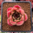 Echeveria Agavoides sp. 1" Succulent Plant