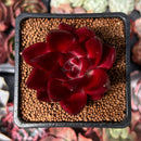 Echeveria Agavoides 'Luming' 2" Succulent Plant