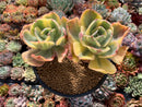 Echeveria 'Enfant' Variegated Cluster 5" Large Succulent Plant