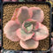 Echeveria 'Suyeon Frill' Variegated 3"-4" Succulent Plant