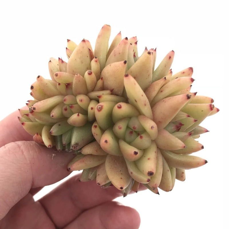 Echeveria Agavoides Maria Crested 3” Rare Succulent Plant