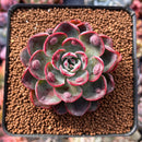 Echeveria 'Monica Drop' 2"-3" Succulent Plant