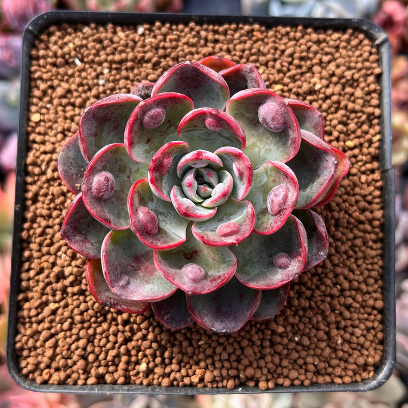 succulent drop Echeveria 'Monica Drop' 2"-3" Succulent Plant – True Succulents Plant Co