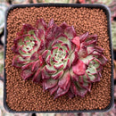 Echeveria 'Sarahime' 2"-3" Cluster Succulent Plant