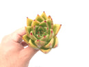 Echeveria Agavoides ‘Ebony' Hybrid 4” Rare Succulent Plant