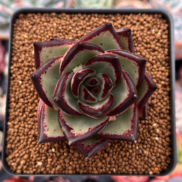 Echeveria Agavoides 'Ebony' Hybrid 2"-3" Succulent Plant