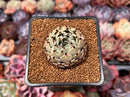 Echeveria 'Primavera' 1" Succulent Plant