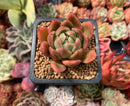 Echeveria Agavoides sp. 1" Succulent Plant