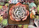 Echeveria 'Bambino' Hybrid 2"-3" Succulent Plant