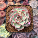 Echeveria 'Kakao Tips' 2" Succulent Plant