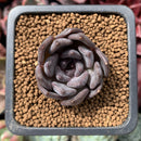 Echeveria 'Black Raccoon' 1" Succulent Plant