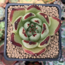 Echeveria Agavoides 'Ebony' 2" Succulent Plant