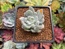 Pachyveria 'Roly-Poly' Variegated 1"-2" Succulent Plant