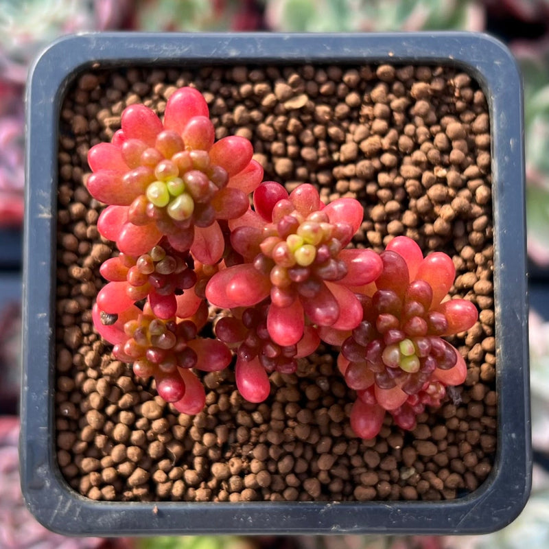 Sedum Rubrotinctum 'Redberry' 1