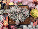 Echeveria 'Fantastic Fountain' 3" Cluster Succulent Plant