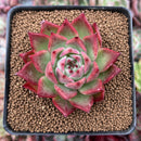 Echeveria 'Red Lance' 2" New Hybrid Succulent Plant