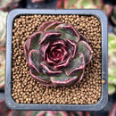 Echeveria 'Fushike' 1" New Hybrid Succulent Plant