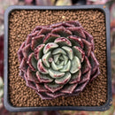 Echeveria Agavoides 'Plum Rose' 2" Succulent Plant