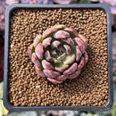 Echeveria Agavoides 'Magic Plot' 1" Succulent Plant