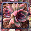 Echeveria 'Black Rose' Hybrid 2" Succulent Plant