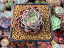 Echeveria 'Chung-ha' 2" Succulent Plant