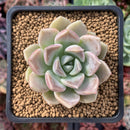 Echeveria 'High Stone' 1"-2" New Hybrid Powdery Succulent Plant