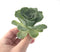Greenovia Diplocycla Var. Gigantea 3" Succulent Plant