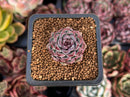 Echeveria Hybrid sp. 1" Succulent Plant