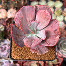 Echeveria 'Dream and Phantasm' Variegated 2” Succulent Plant