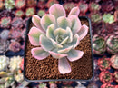 Echeveria 'Secunda' Variegated 2"-3" Succulent Plant