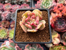 Echeveria 'Blade Runner' 1"-2" Succulent Plant