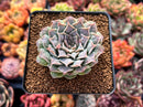 Echeveria 'Hearts Choice' 2" Succulent Plant