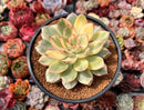 Echeveria 'Esther' Variegated 4" Succulent Plant