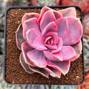 Echeveria 'Rainbow' Variegated 3" Succulent Plant